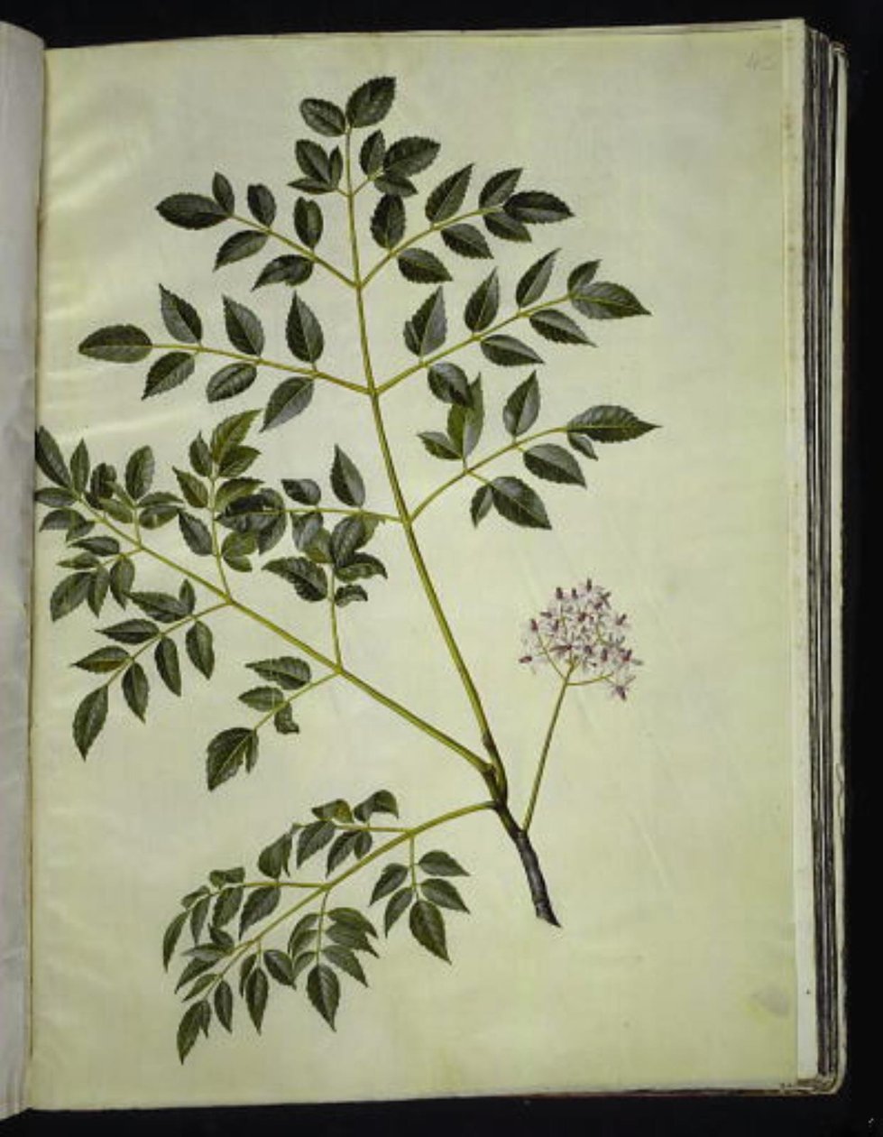 Melia azedarach (Paternosterbaum) von Hans Simon Holtzbecker