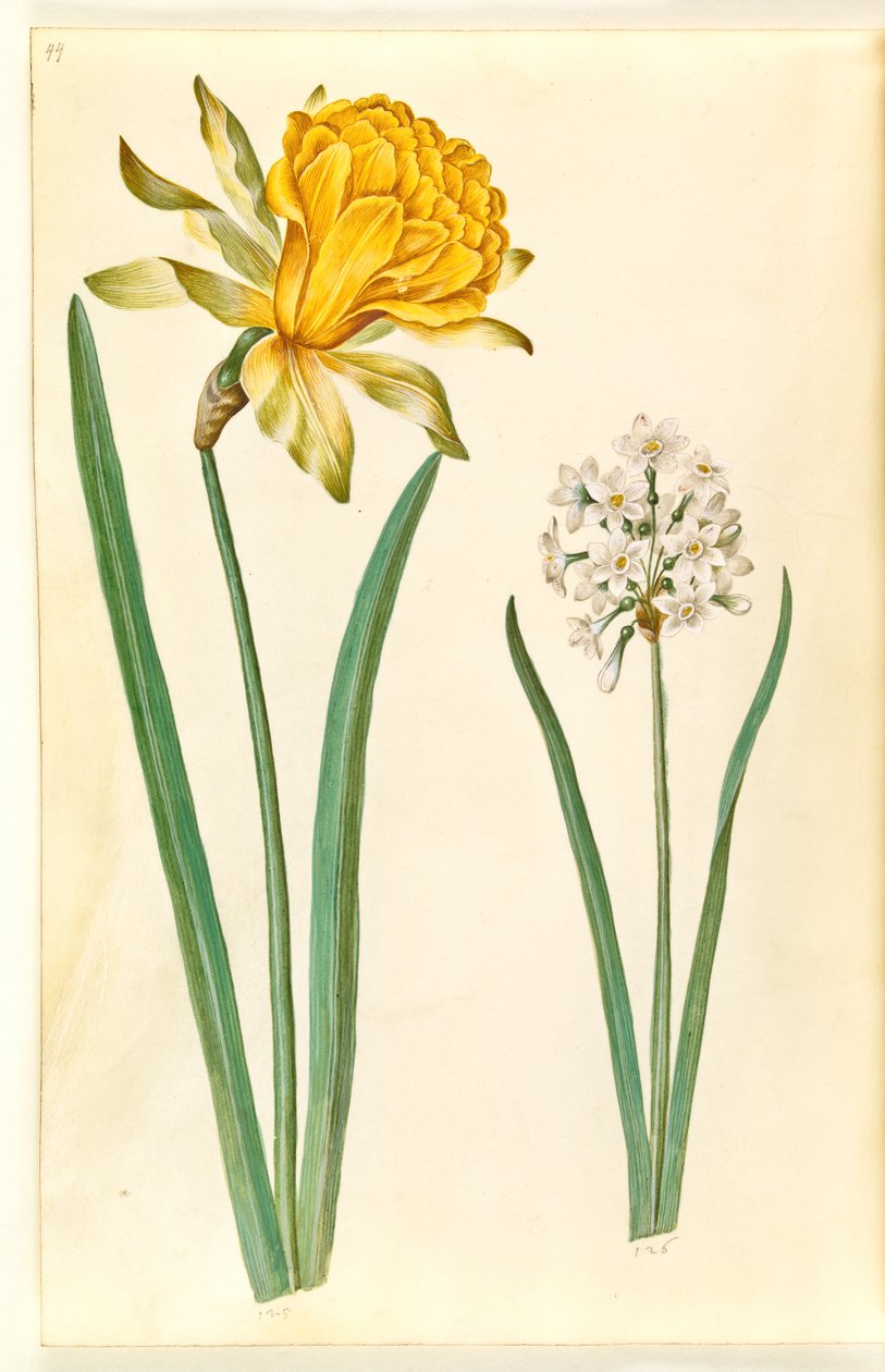 Narcissus pseudonarcissus (Osterglocke); Narcissus tazetta (Tazette) von Hans Simon Holtzbecker