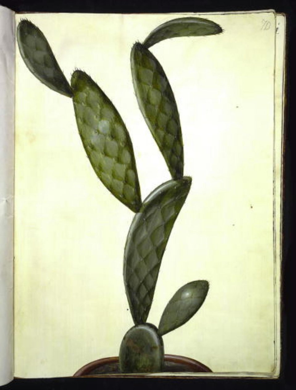 Opuntia monacantha (entornet Feigenkaktus) von Hans Simon Holtzbecker