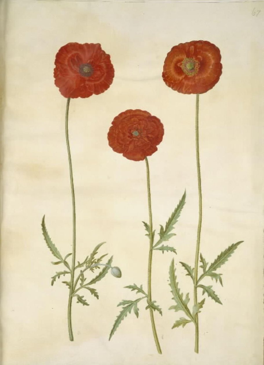 Papaver rhoeas (Korn-Mohn) von Hans Simon Holtzbecker