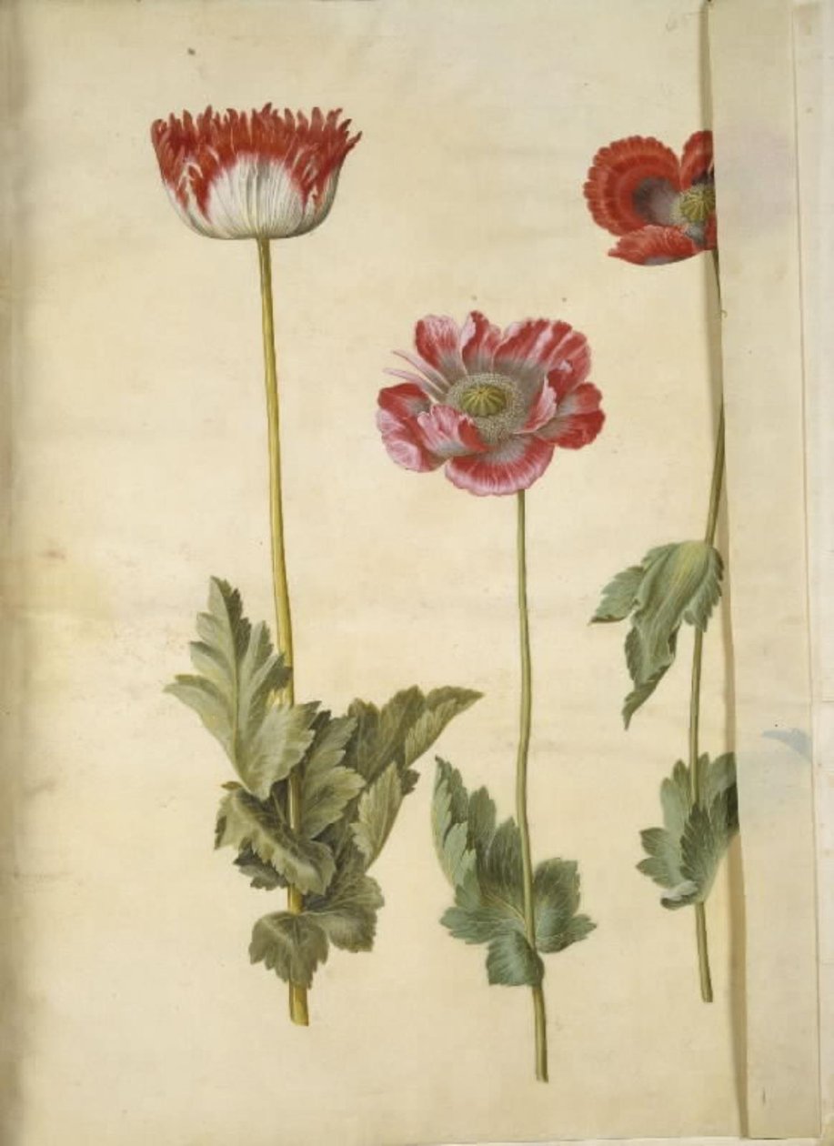 Papaver somniferum (Opium-Mohn) von Hans Simon Holtzbecker