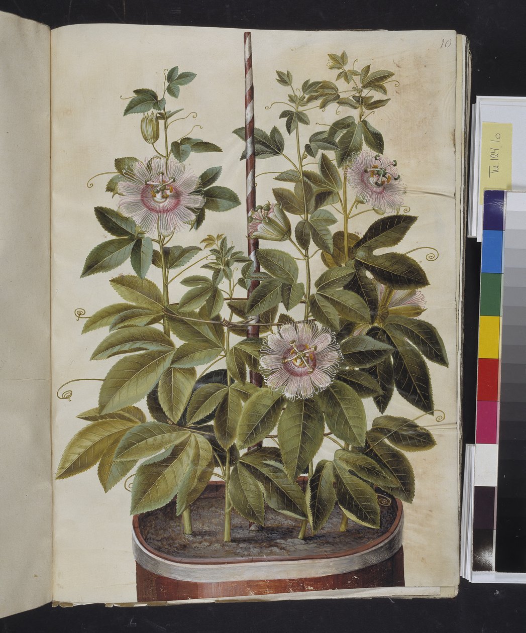 Passiflora incarnata (Passionsblume) von Hans Simon Holtzbecker