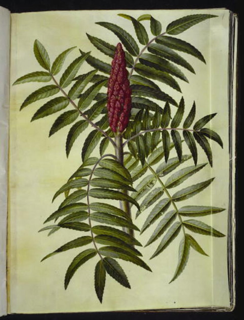 Rhus typhina (Hirschkolbensumach) von Hans Simon Holtzbecker
