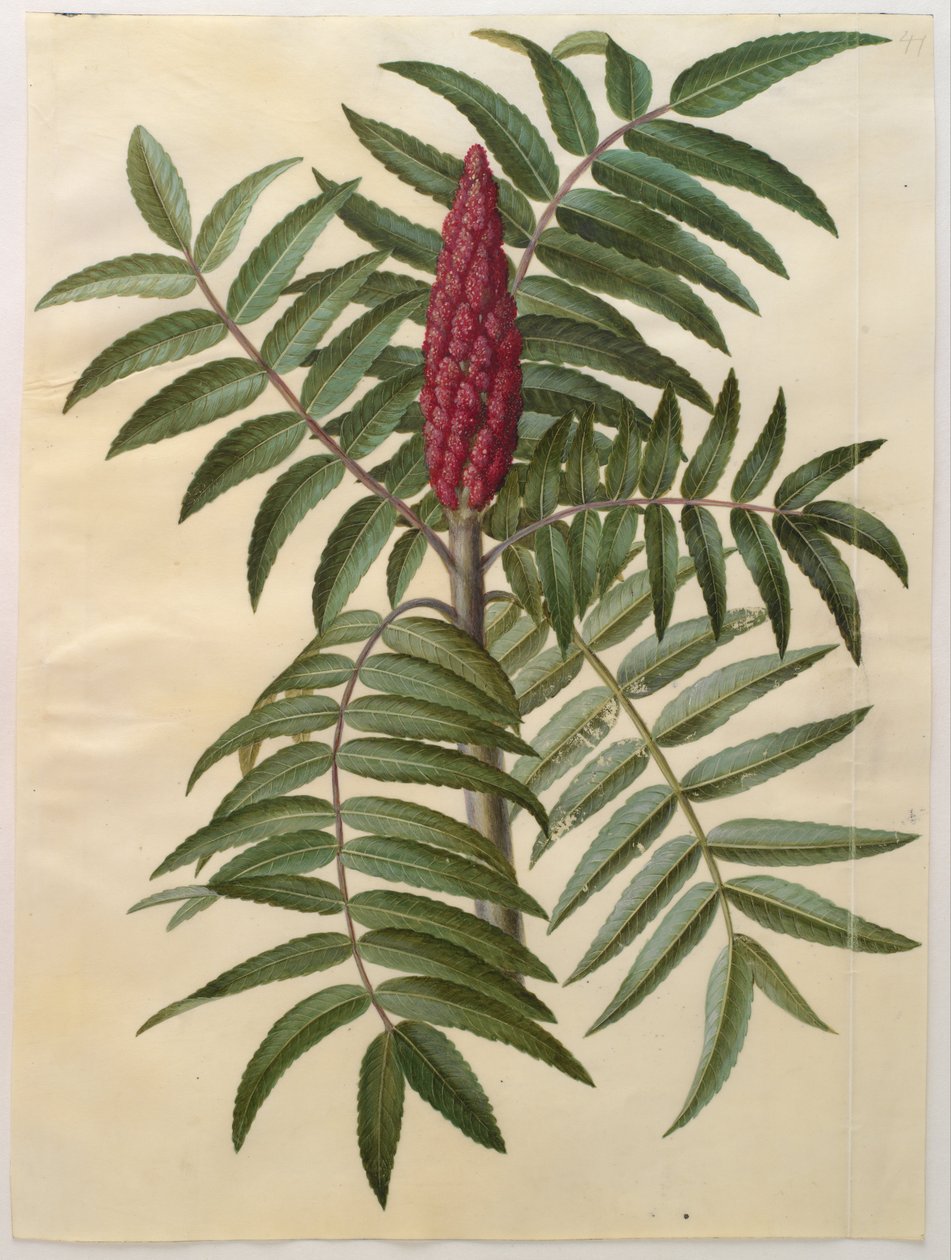 Rhus typhina von Hans Simon Holtzbecker