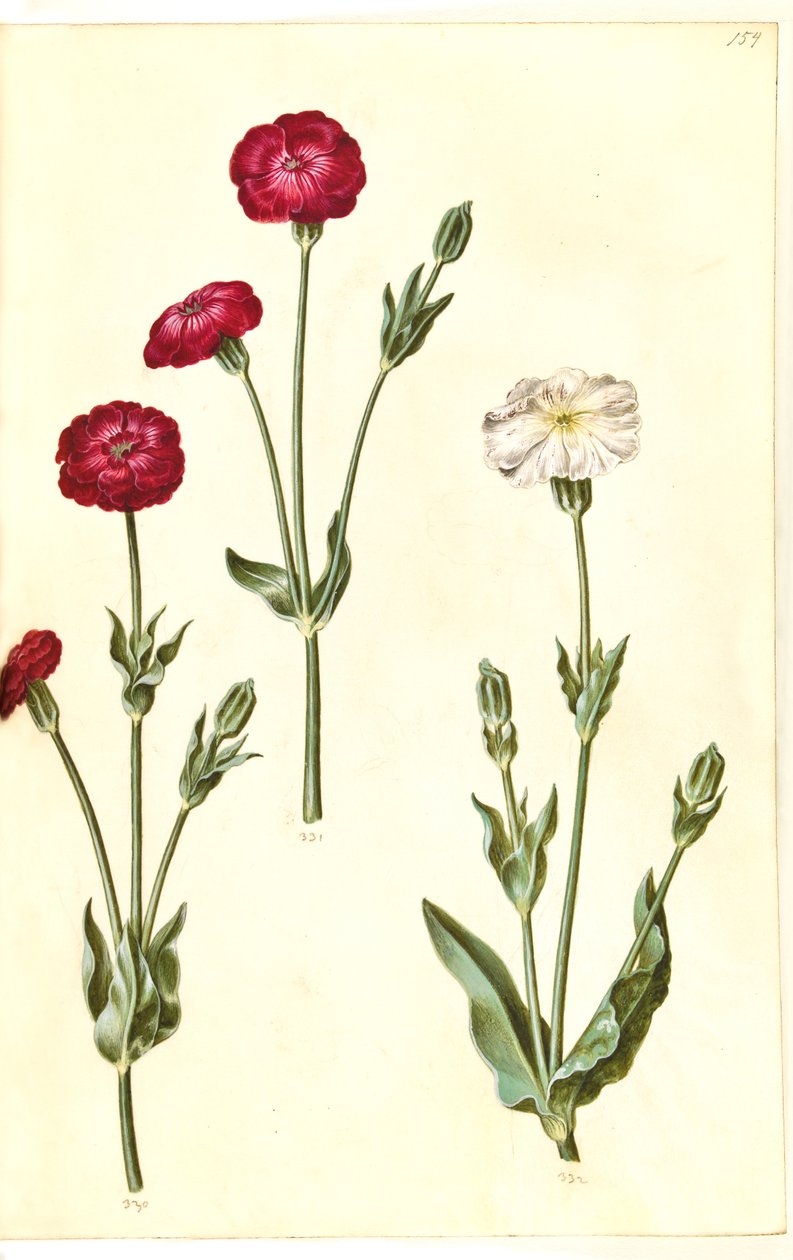 Silene coronaria (Kranz-Leimkraut) von Hans Simon Holtzbecker