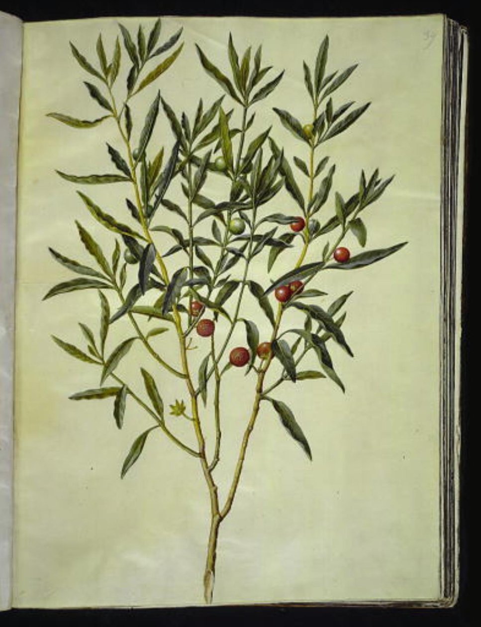 Solanum pseudocapsicum (Jerusalem-Korallenbeere) von Hans Simon Holtzbecker