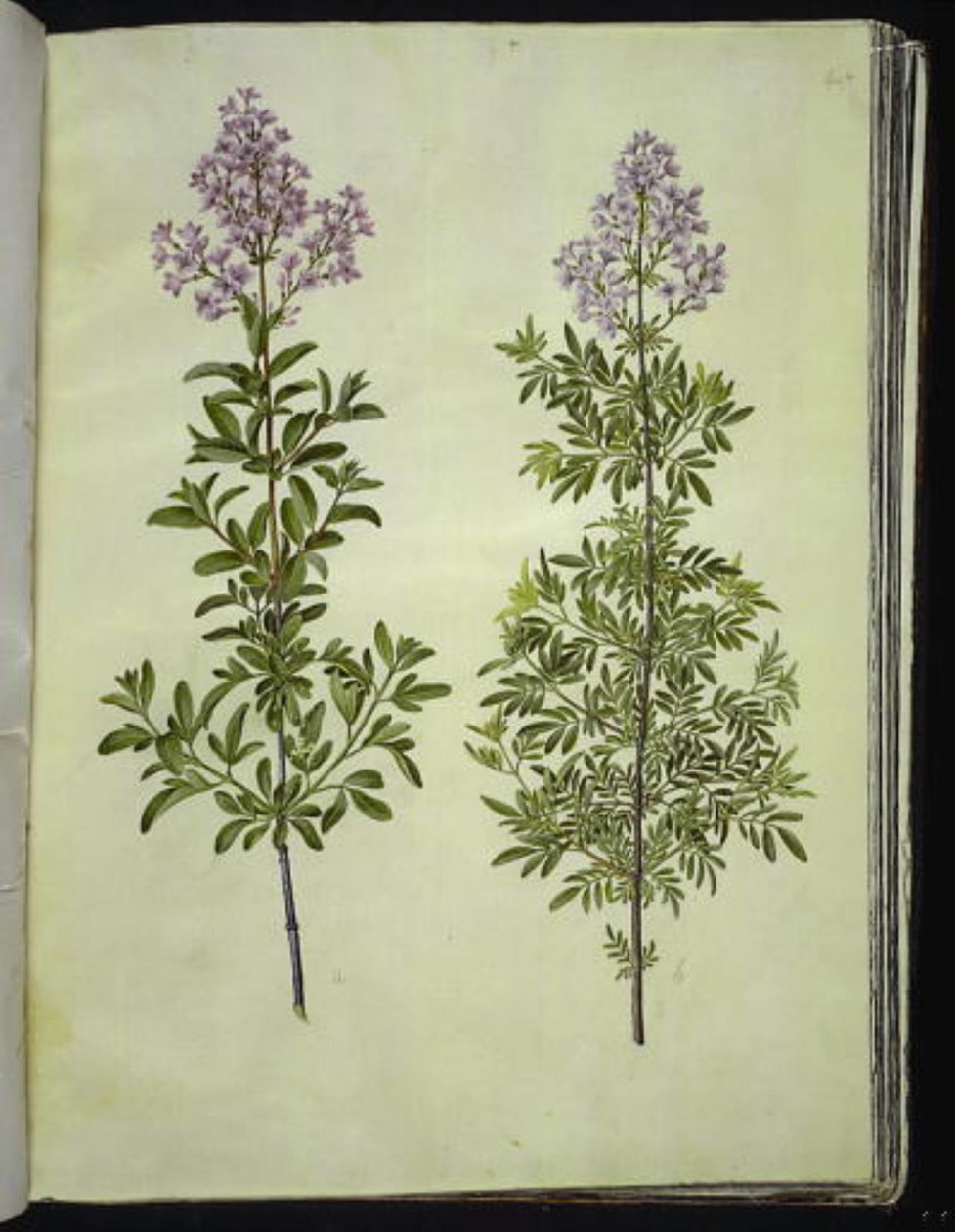 Syringa ×laciniata (gekerbter Flieder) von Hans Simon Holtzbecker