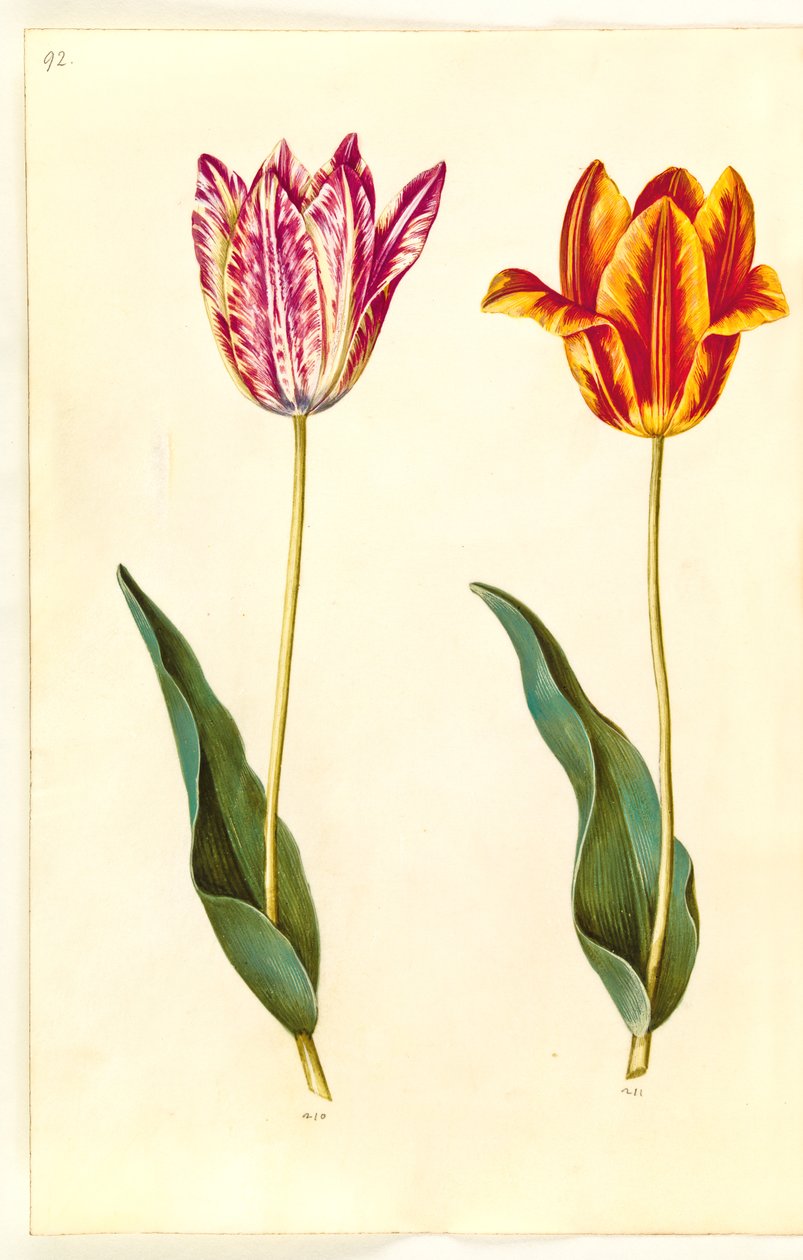 Tulipa gesneriana (Gartentulpe) von Hans Simon Holtzbecker