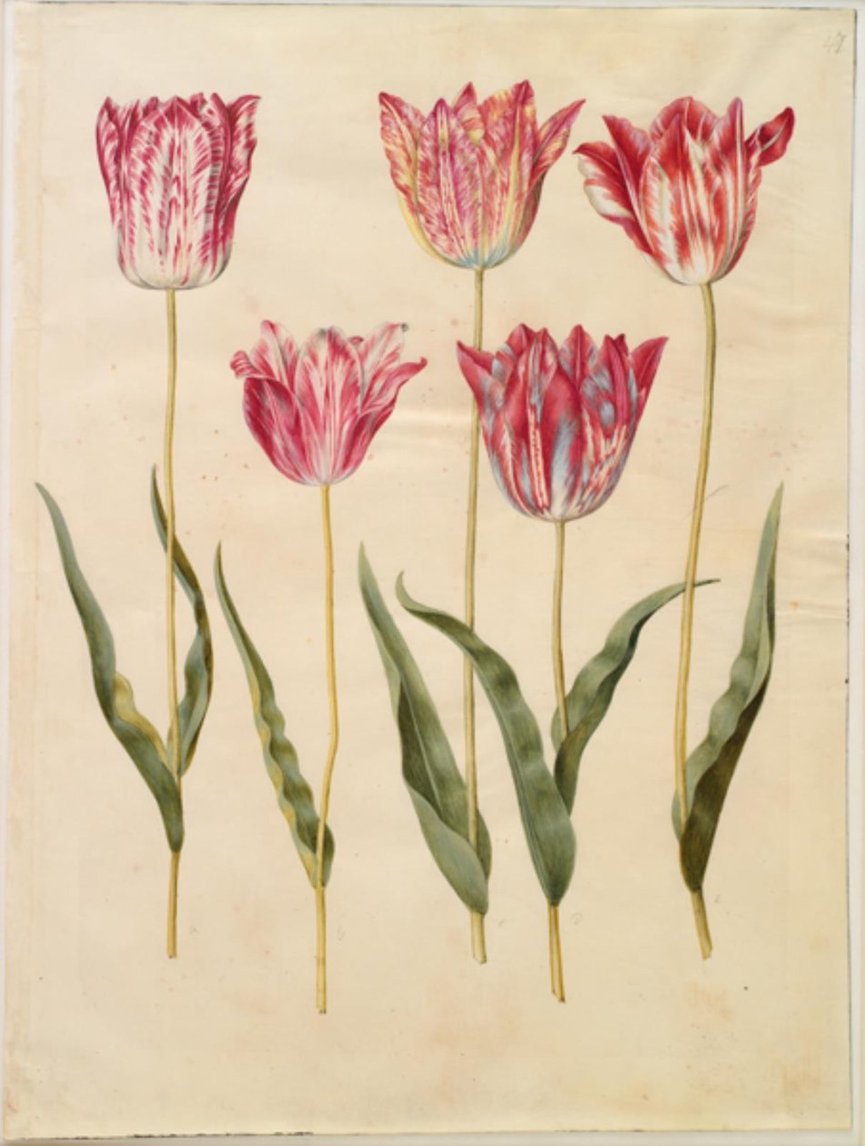 Tulipa gesneriana (Gartentulpe) von Hans Simon Holtzbecker