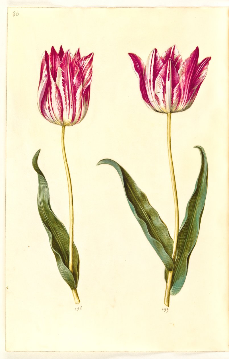 Tulipa gesneriana (Gartentulpe) von Hans Simon Holtzbecker