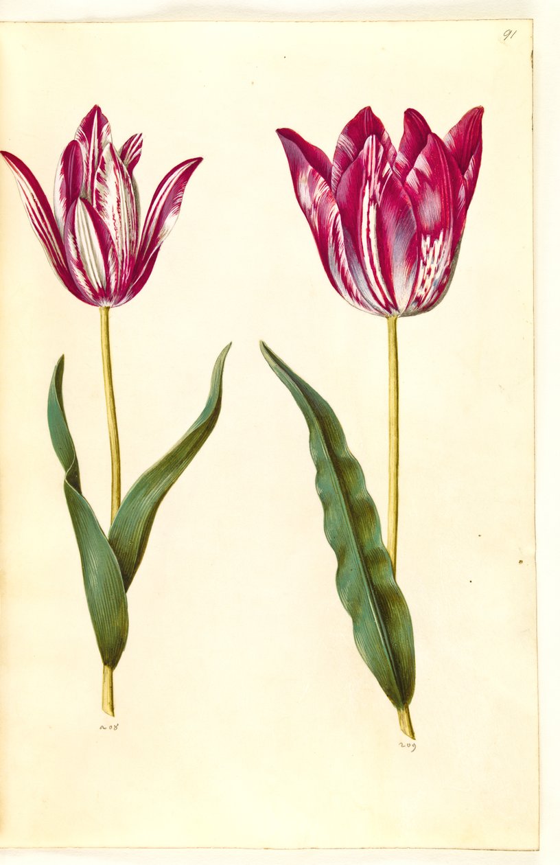 Tulipa gesneriana (Gartentulpe) von Hans Simon Holtzbecker