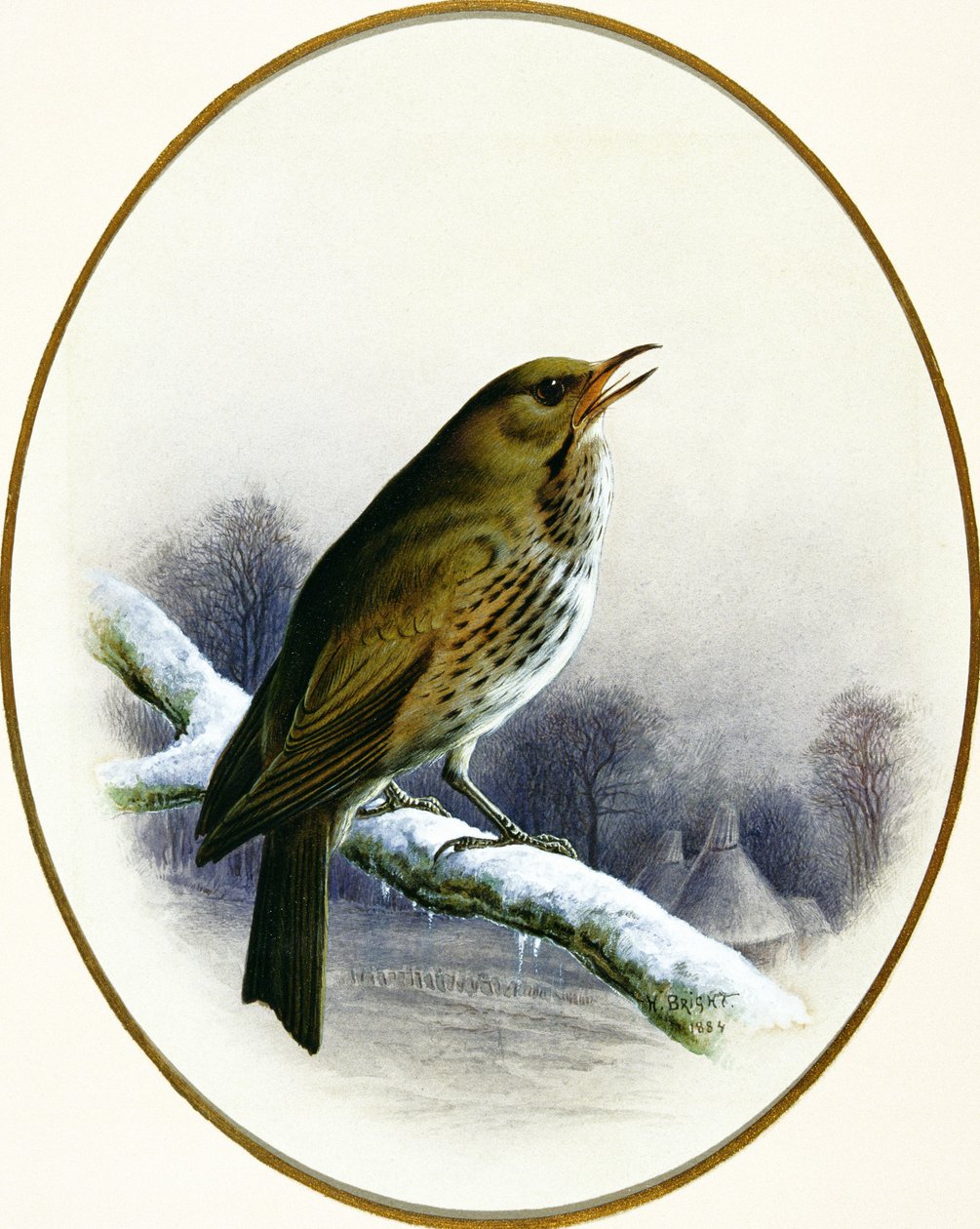 Singdrossel, 1884 von Harry Bright