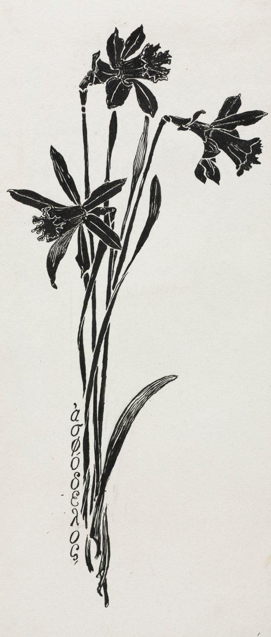Narzissen von Harry Fenn