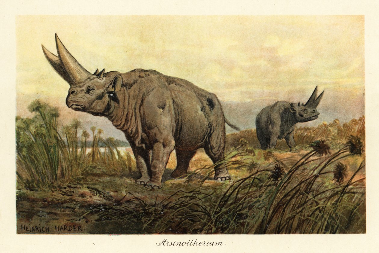 Arsinotherium, ausgestorbene Gattung der Paenungulaten von Heinrich Harder