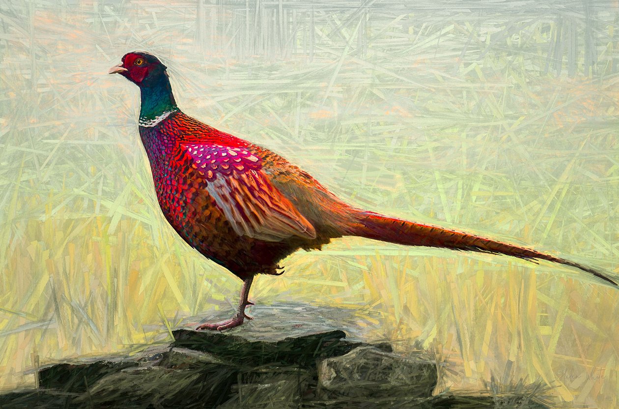 Angenehmer Fasan, 2018 von Helen White