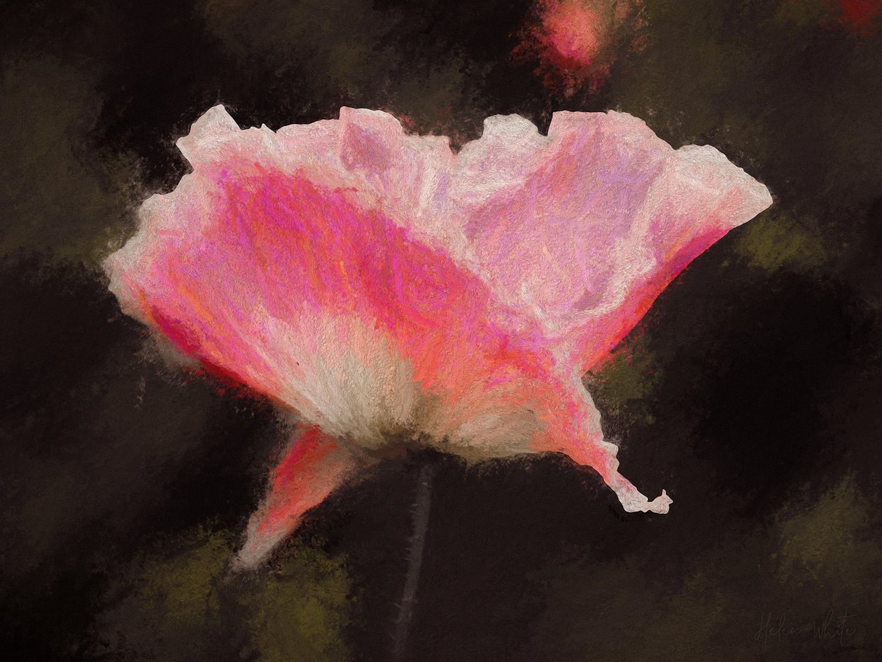Weiches Rosa von Helen White