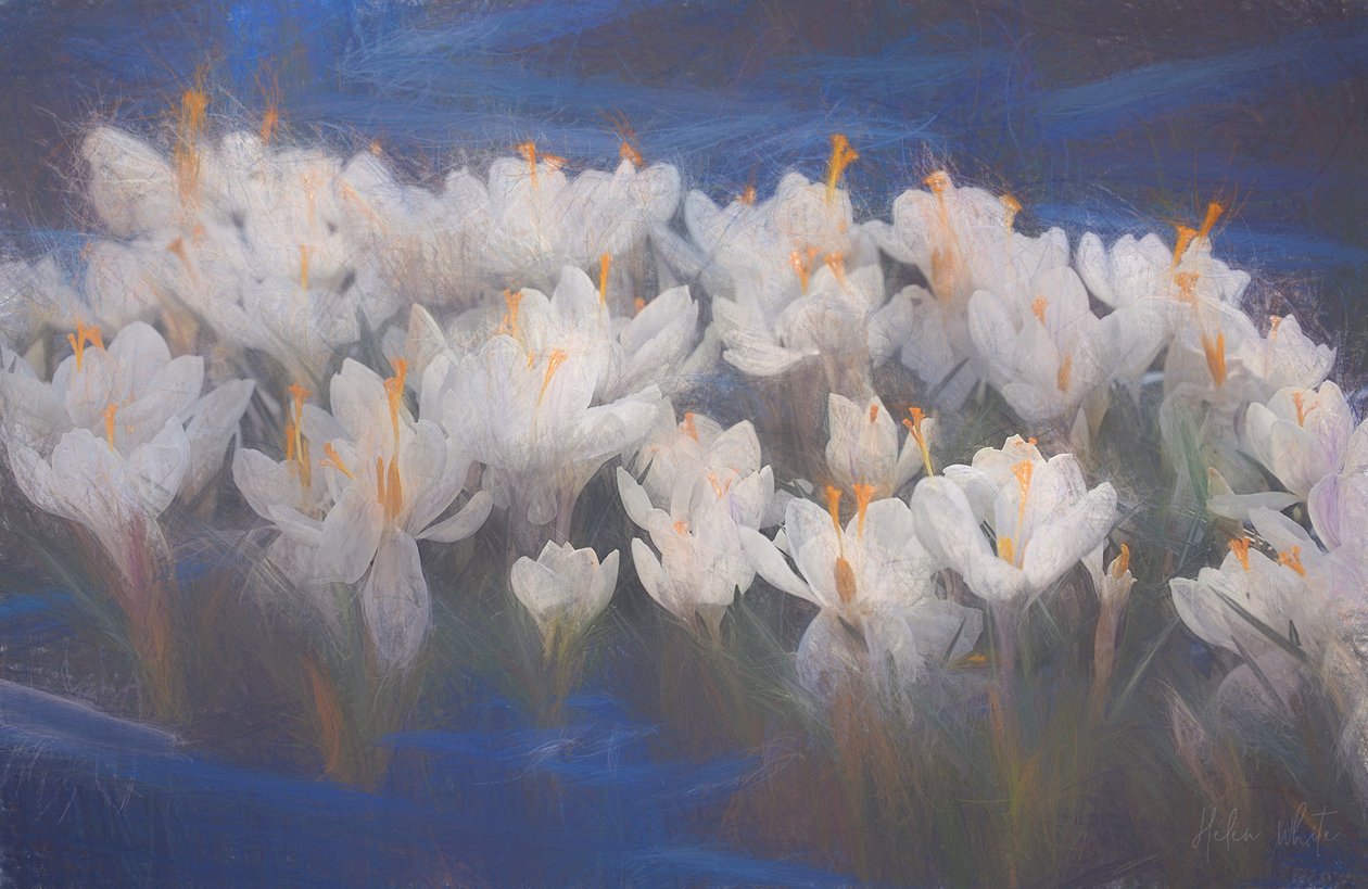 Frühlings-Krokusse von Helen White
