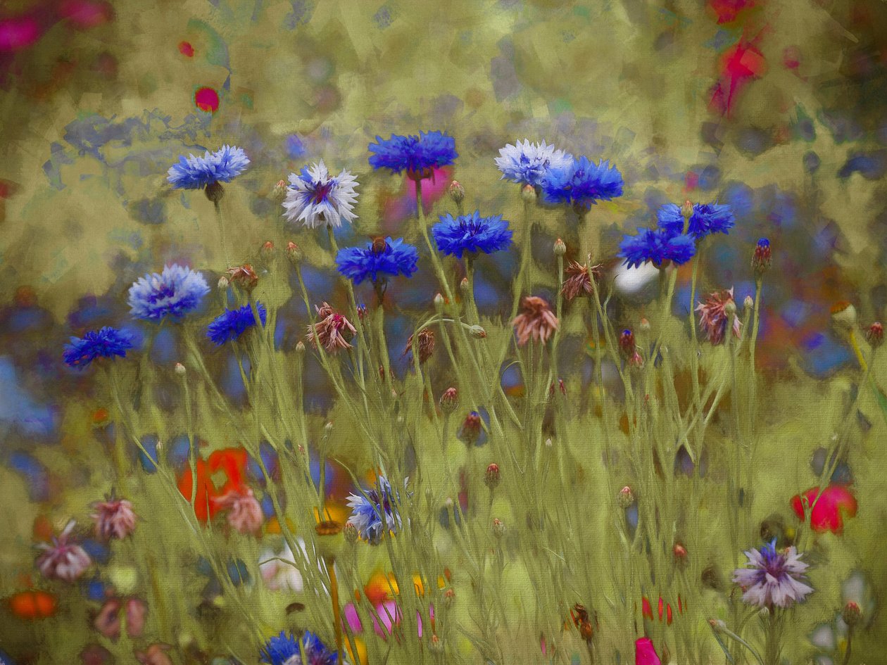 Kornblumenblau von Helen White