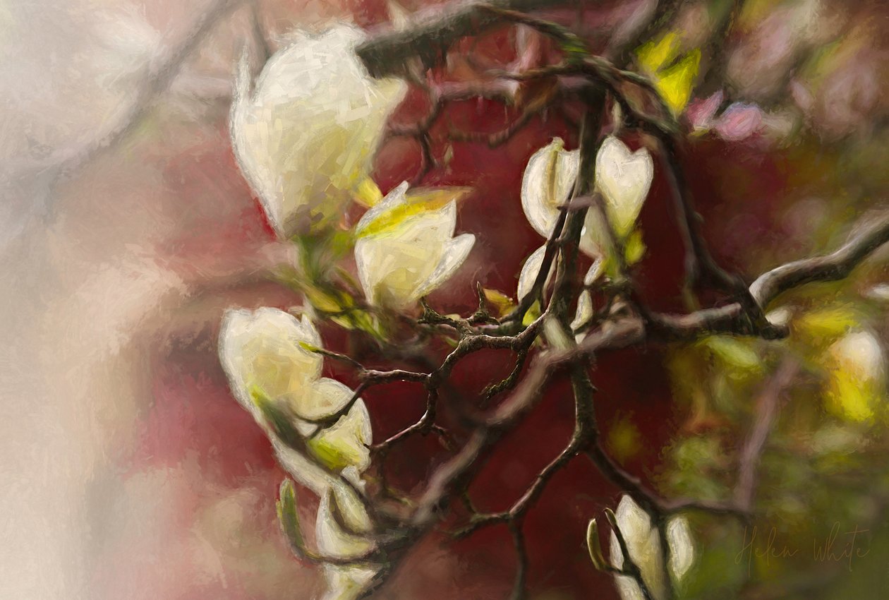 Magnolie, 2018 von Helen White