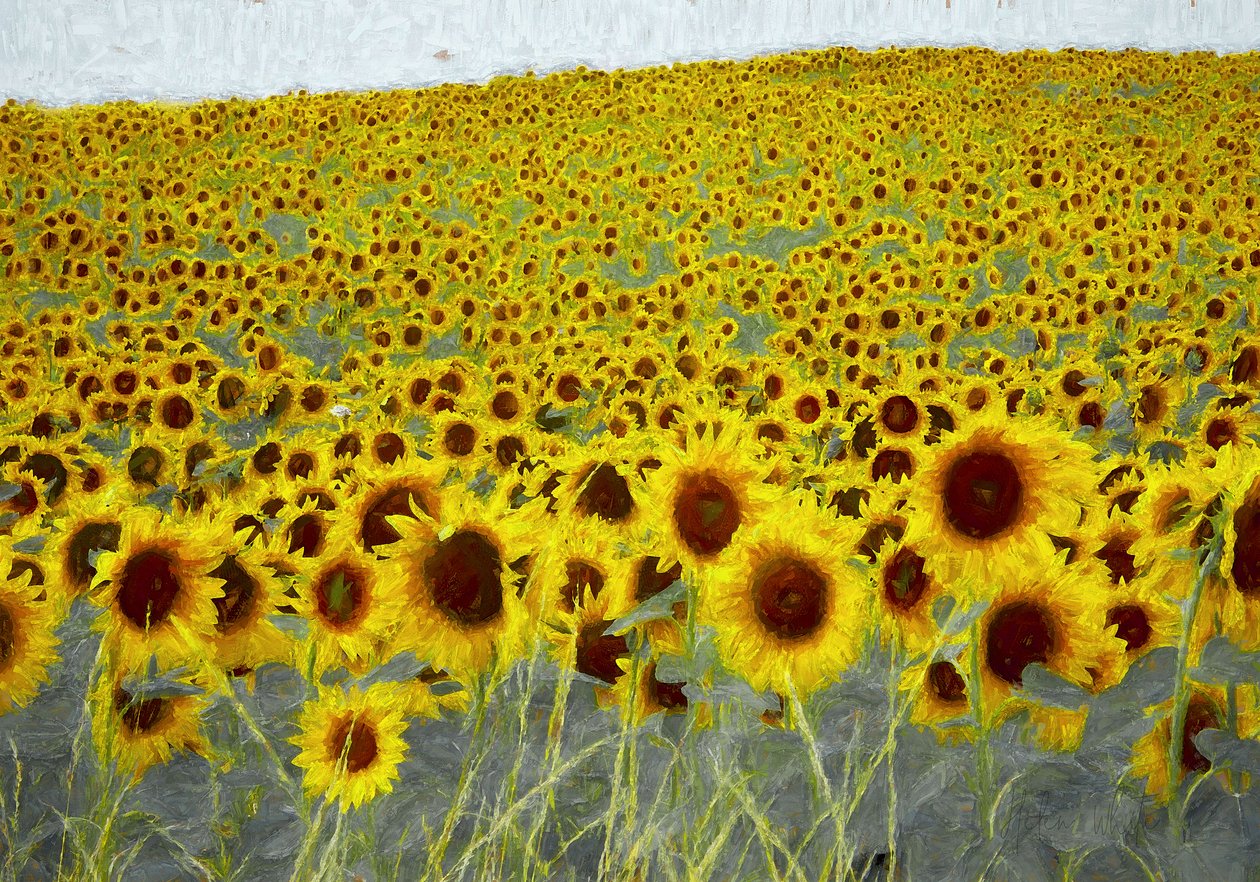 Sonnenblumenfeld von Helen White