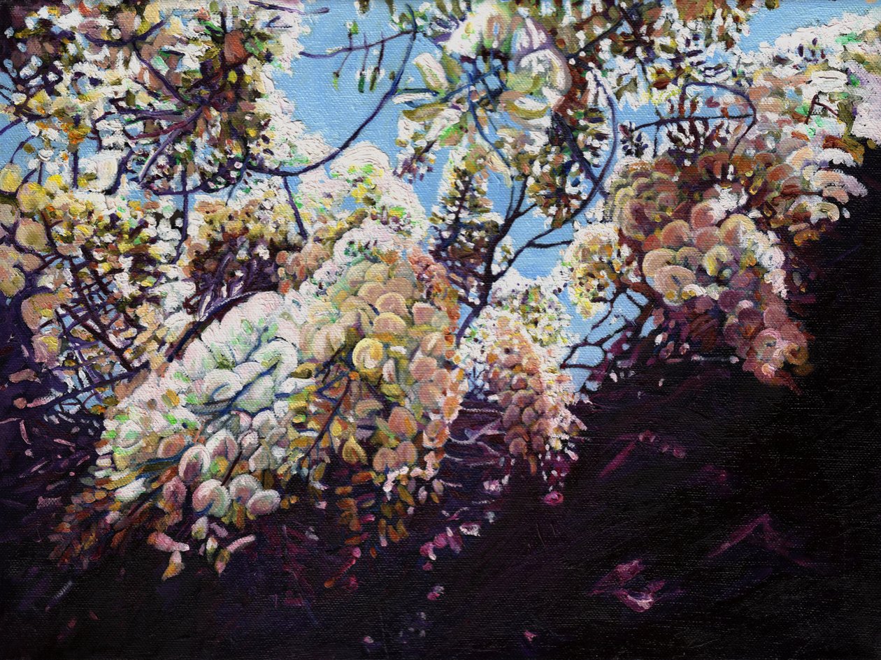 Weiße Glyzinie, 2012 von Helen White