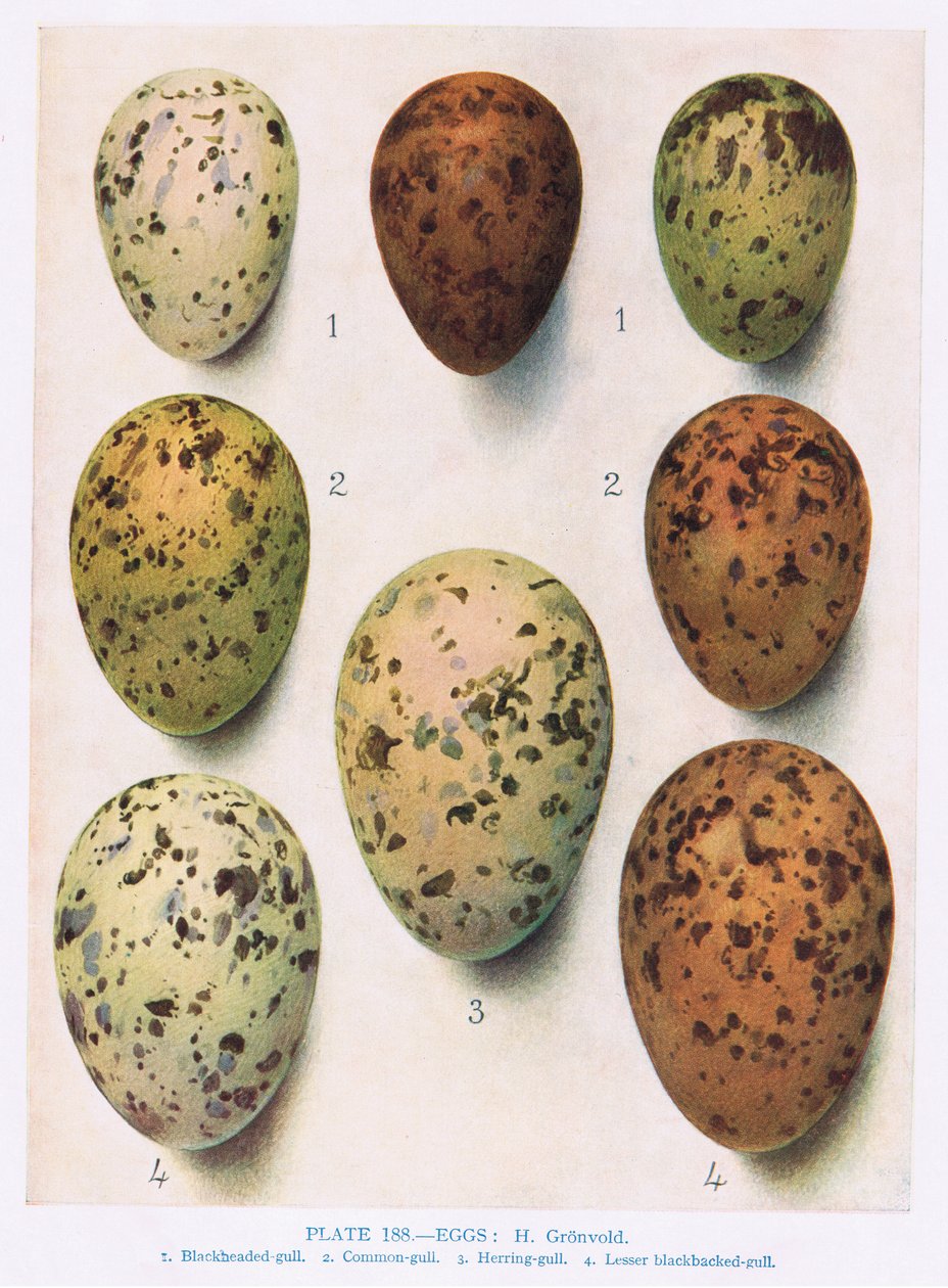 Eier: Rosenseeschwalbe: Flussseeschwalbe: usw., Illustration aus 