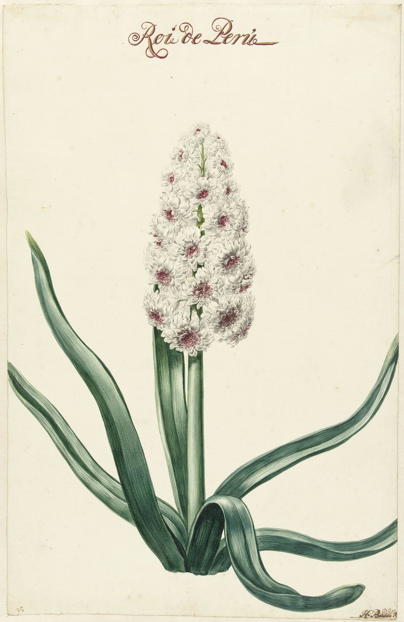 Weiße Hyazinthe von Hendrik Budde