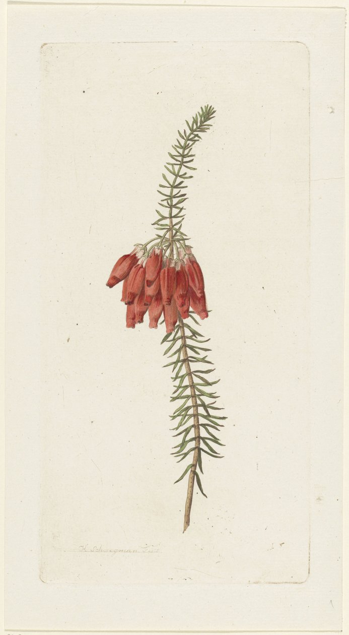 Blumen (Erica Mammosa) von Hendrik Schwegman