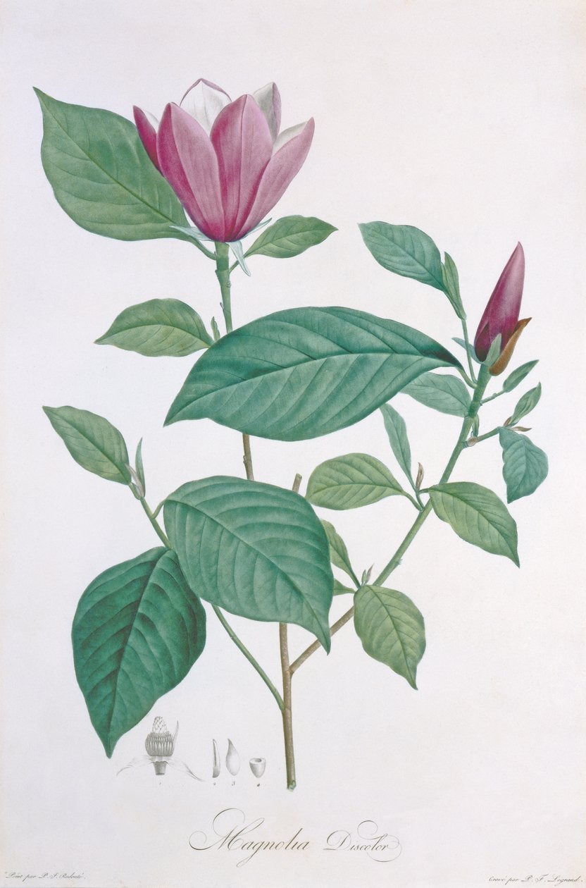 Magnolia discolor, graviert von Legrand von Pierre Joseph Redouté