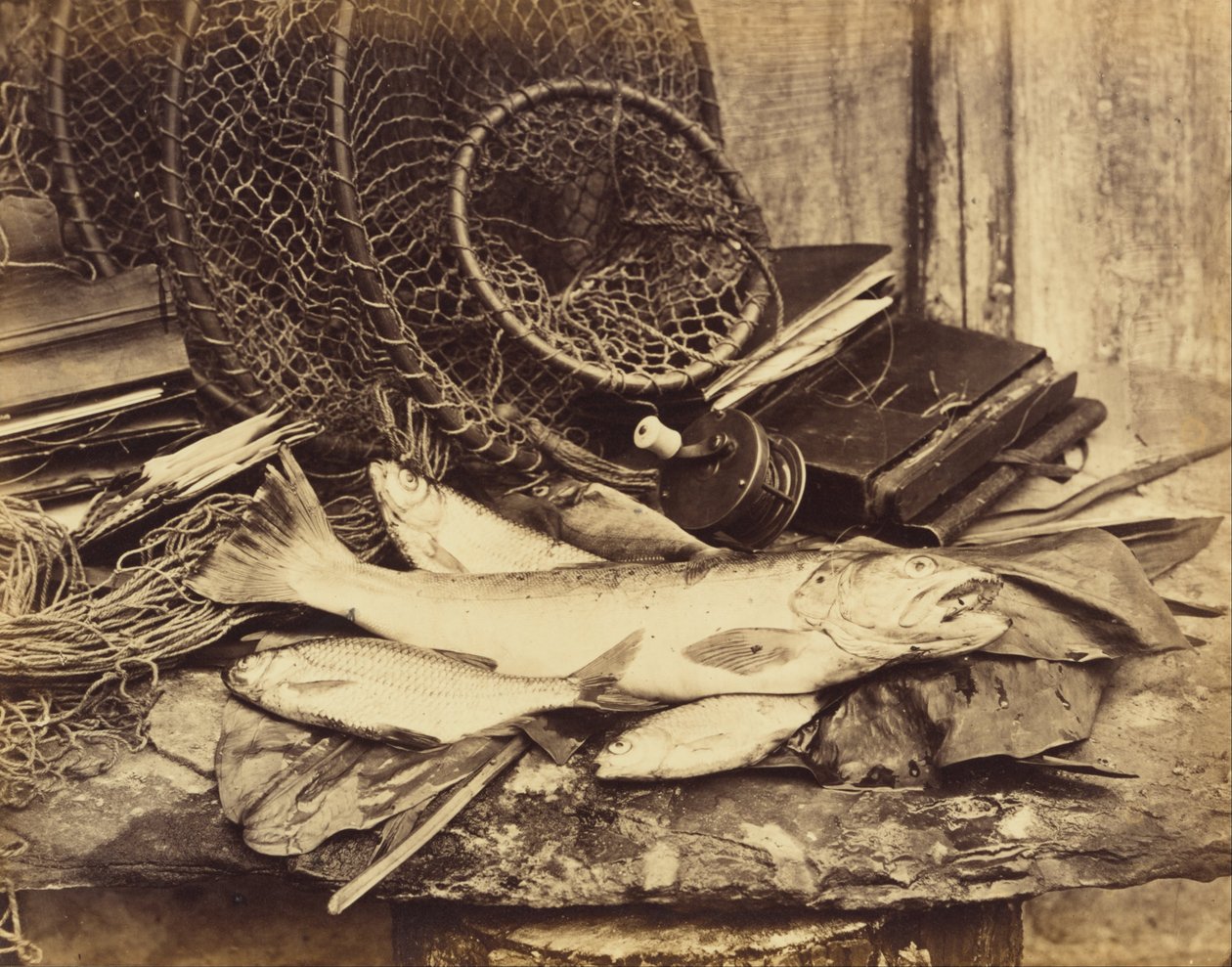 Forelle, Rotauge usw. von Henry Bailey