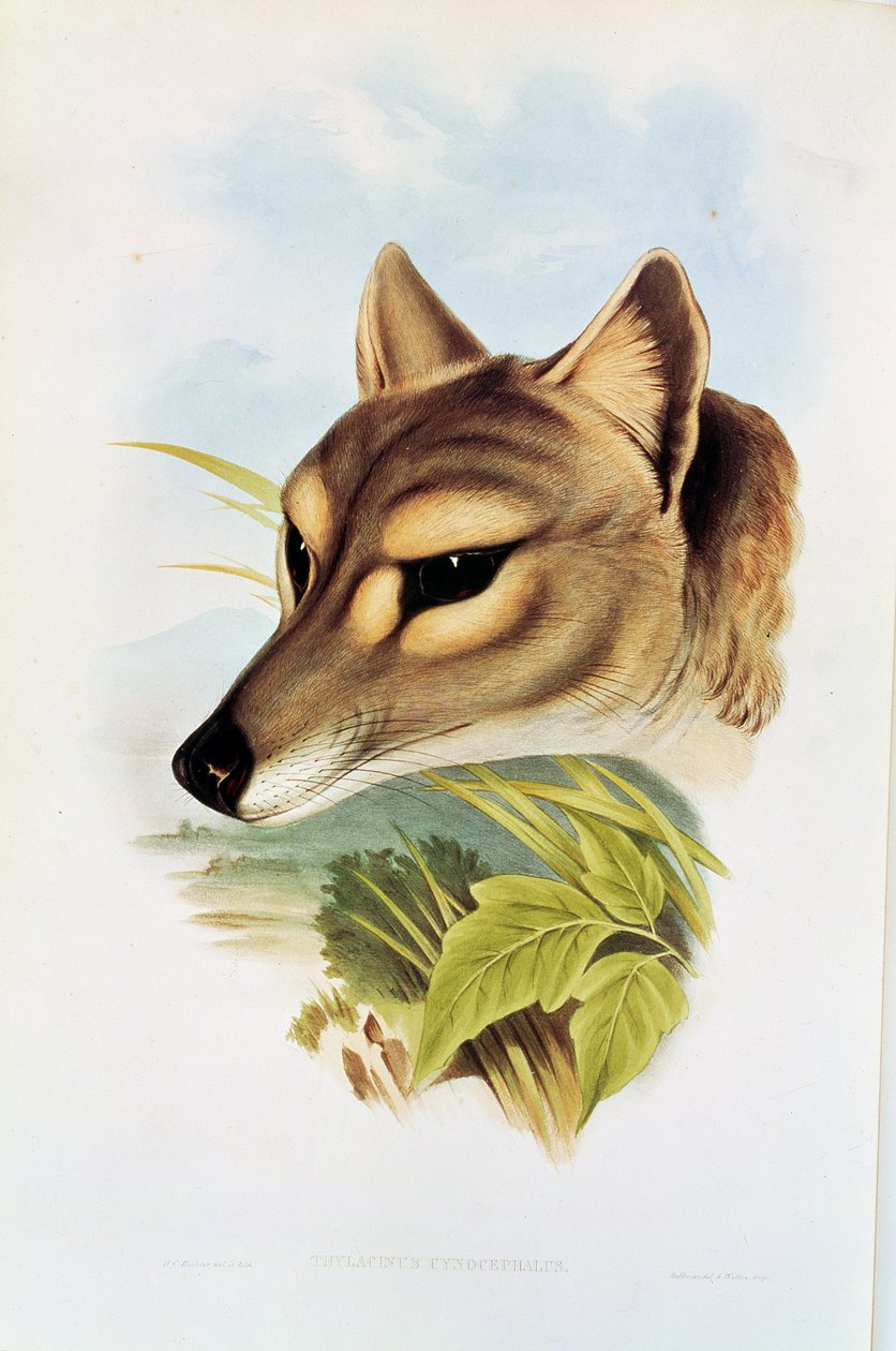 Tasmanischer Wolf oder Tiger (Thylacinus cynocephalus) von Henry Constantine Richter