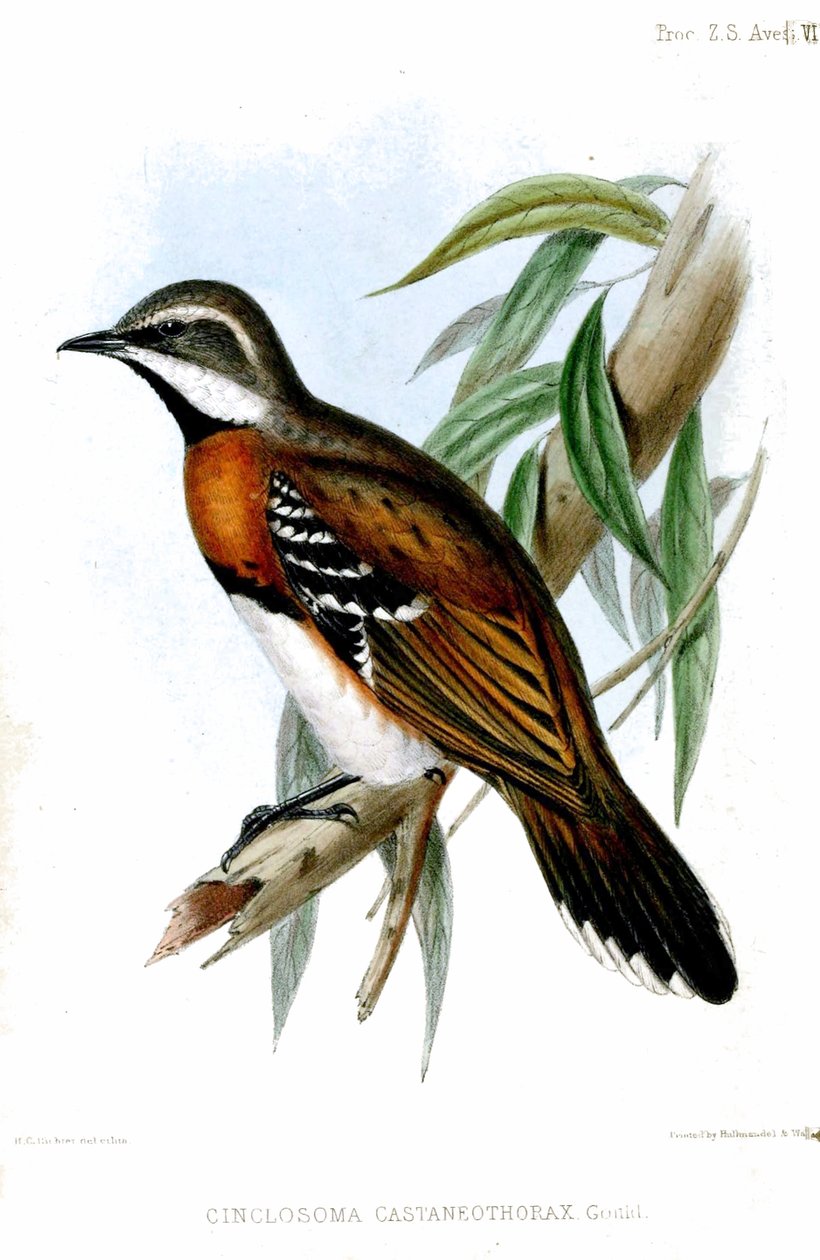 CinclosomaCastaneothoraxRichter von Henry Constantine Richter