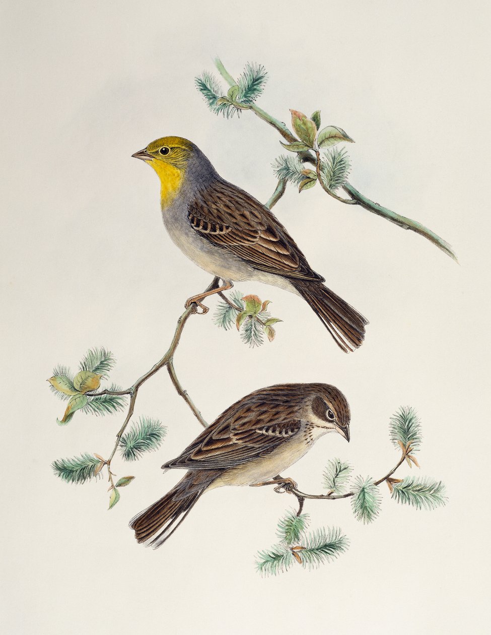 Emberiza cinerea, aus Birds of Asia von Henry Constantine Richter