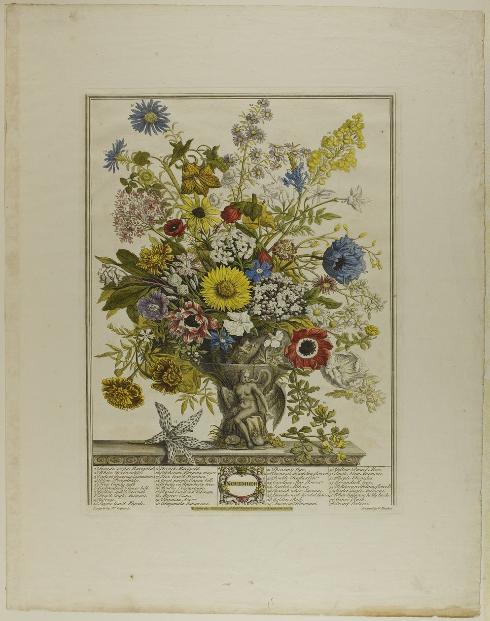 November, aus Zwölf Monate der Blumen von Henry Fletcher