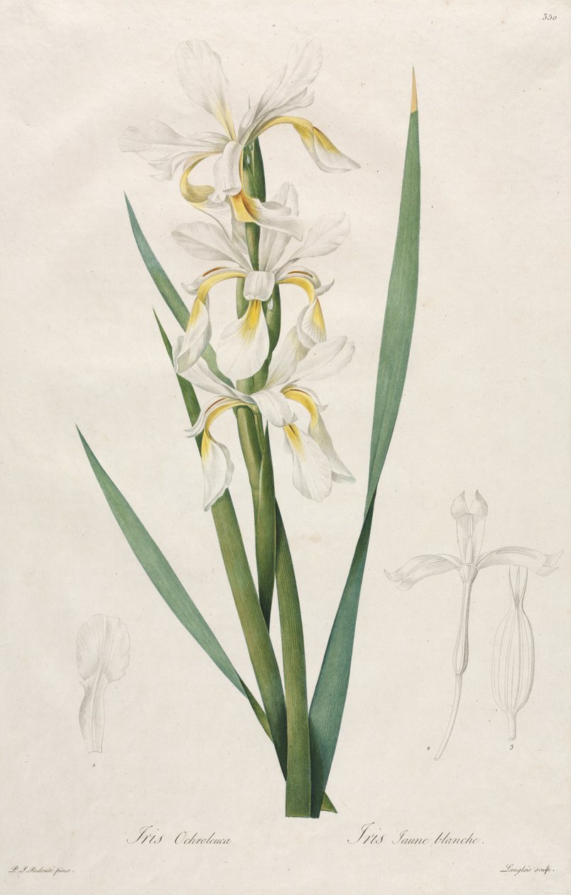 Goldband-Schwertlilie von Henry Joseph Redouté