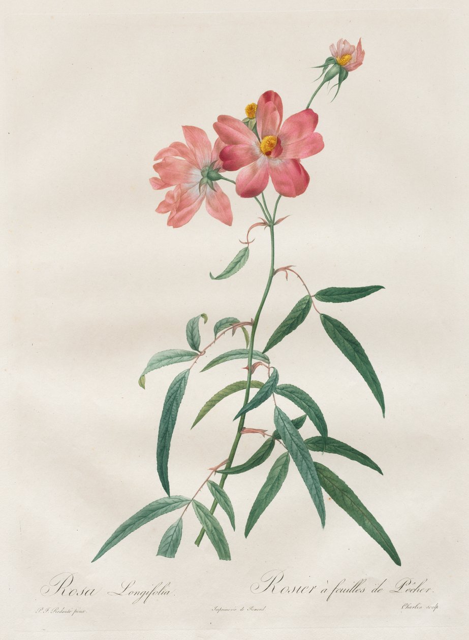 Die Rosen: Rosa Longifolia von Henry Joseph Redouté