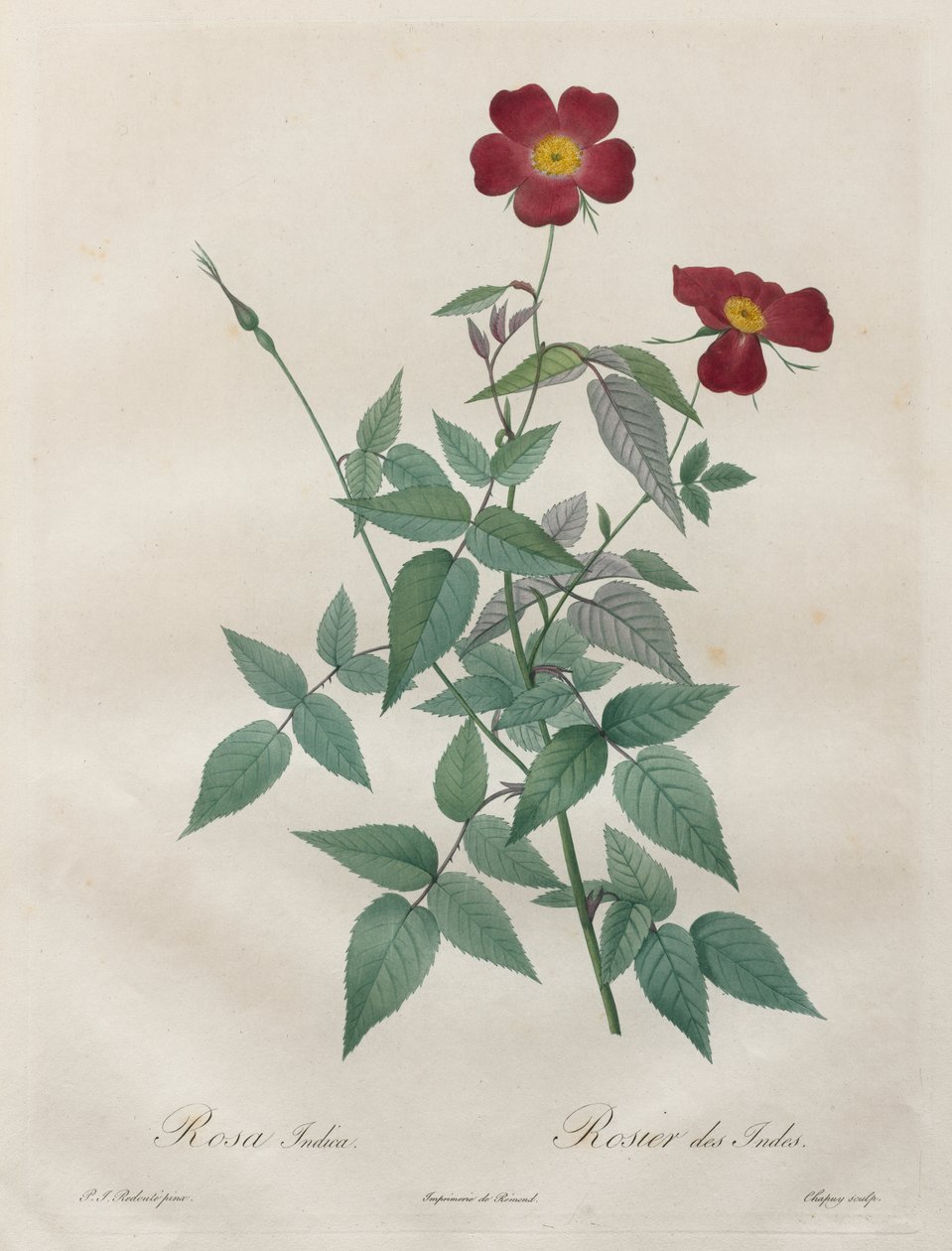 Die Rosen: Rosa indica von Henry Joseph Redouté
