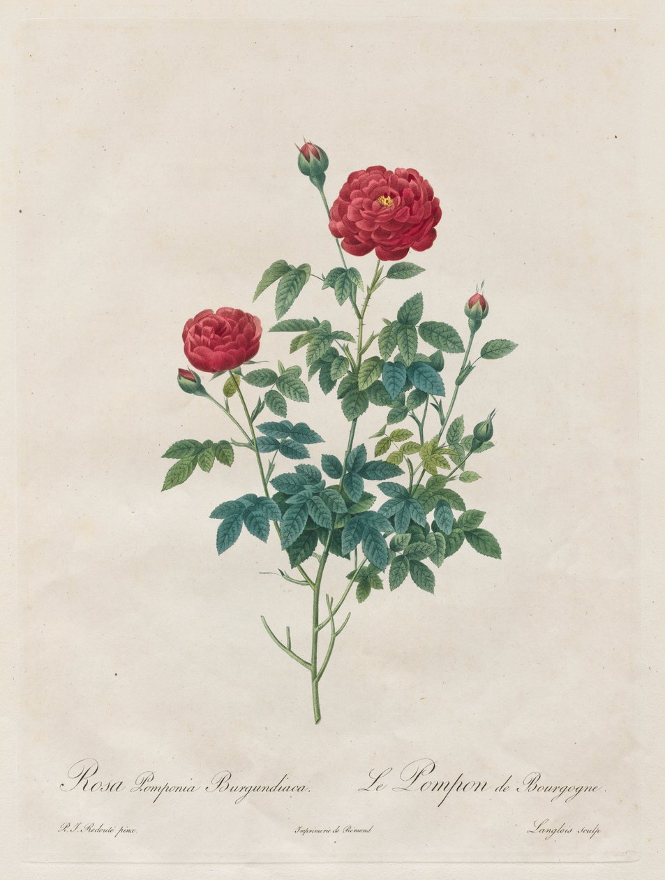 Pompon-Rose von Henry Joseph Redouté