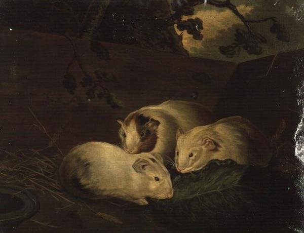 Primitive Studie von Meerschweinchen von Henry Penry Williams