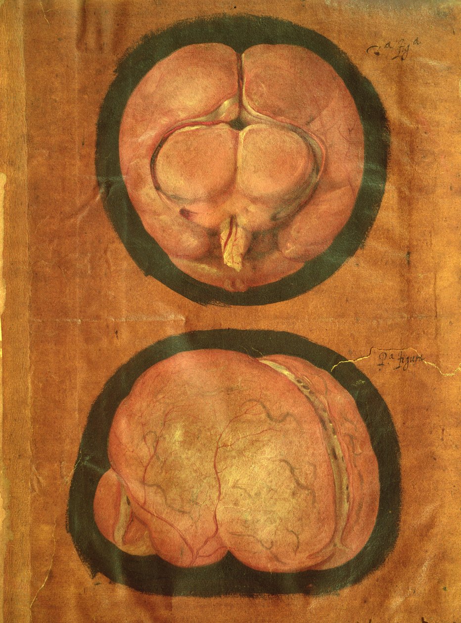 Anatomische Zeichnung des menschlichen Gehirns von Hieronymus Fabricius ab Aquapendente