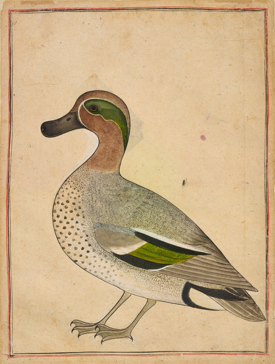 Ein Grünflügel-Teal, ca. 1730 von Indian School