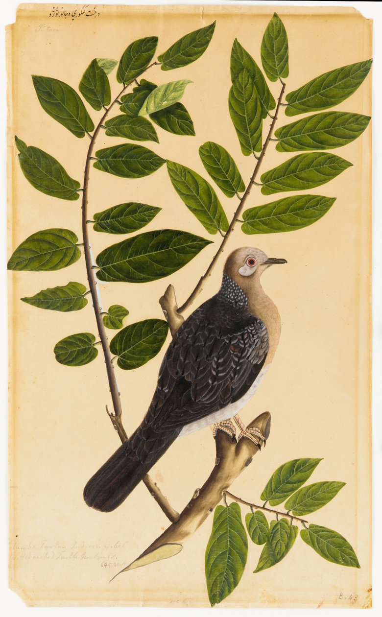 Eine Turteltaube von Indian School