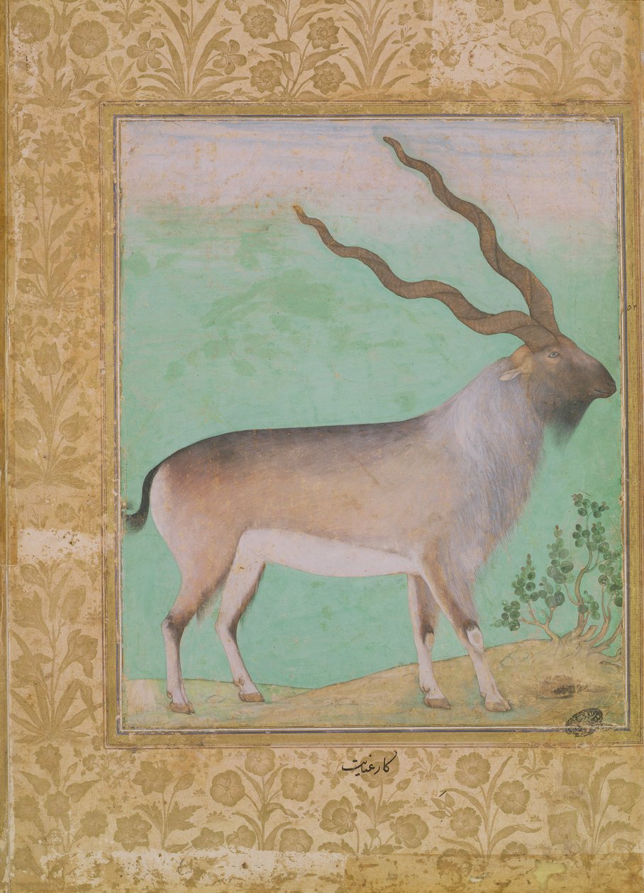 Steinbock, Mughal von Indian School