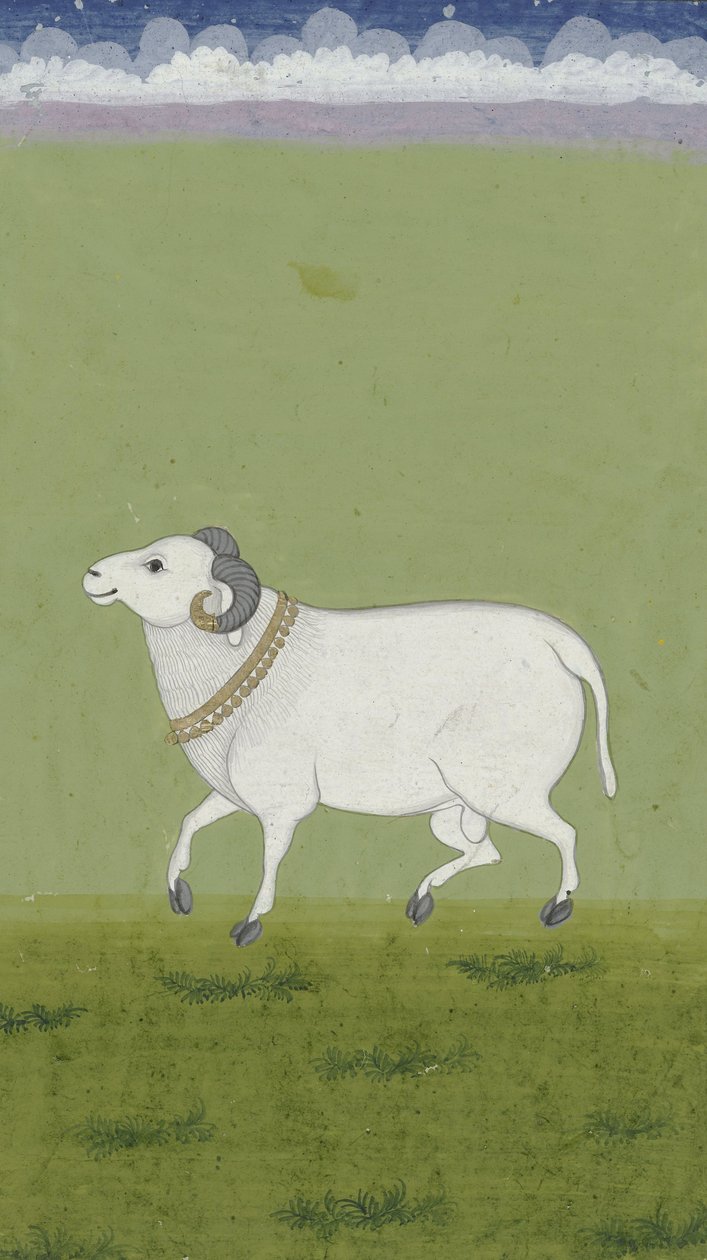 Widder mit goldenem Halsband, 1700-1799 von Indian School