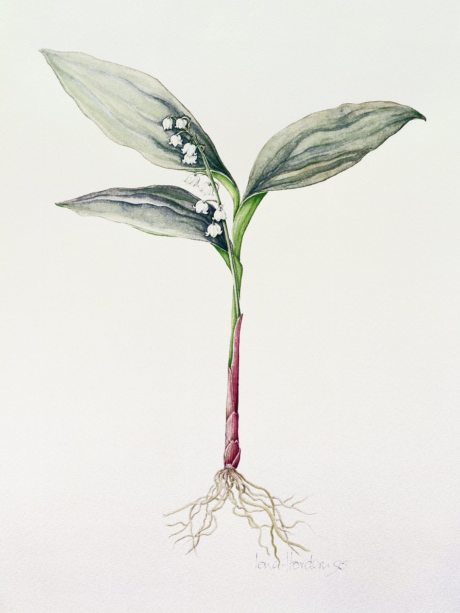 Maiglöckchen, 1995 von Iona Hordern