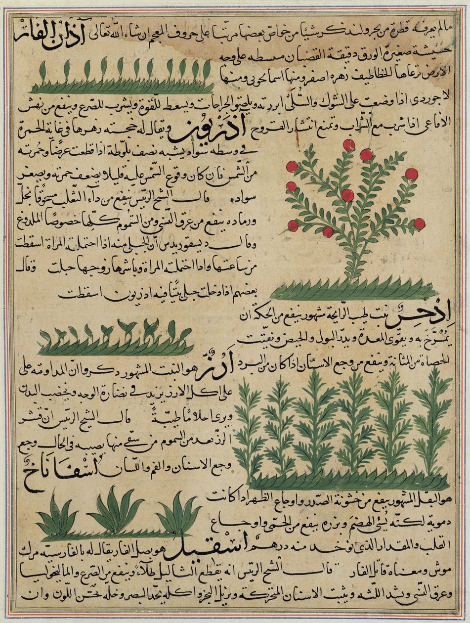 Ms E-7 fol. 142b Botanische Pflanzen, Illustration aus 