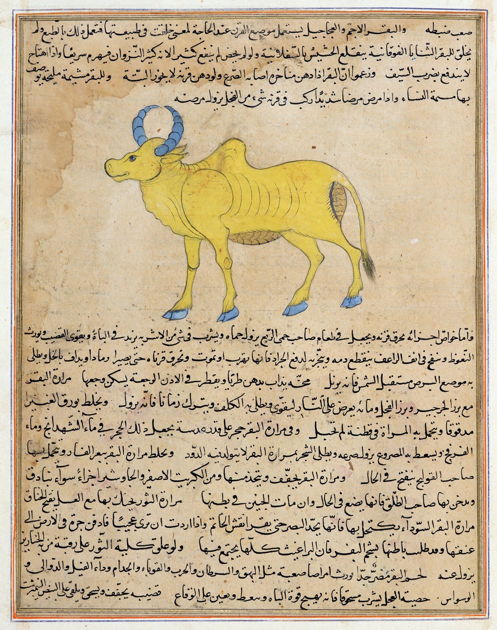 Zebu, Illustration aus 