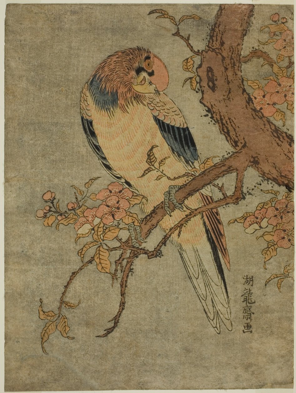 Papagei auf Quittenbaum von Isoda Koryusai