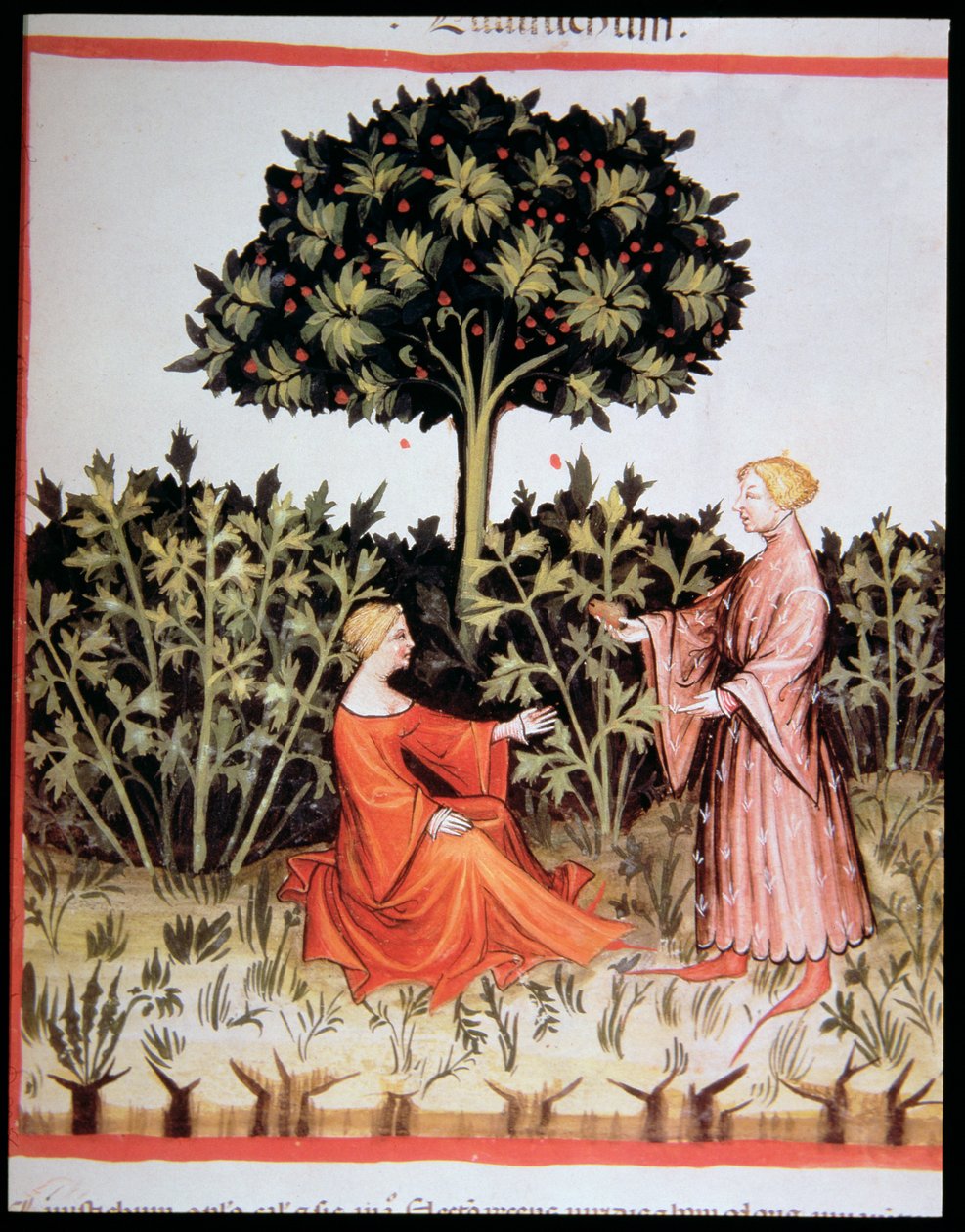 Nova 2644 fol. 36r Sellerie sammeln, aus Tacuinum Sanitatis Codex Vindobonensis von Italian School