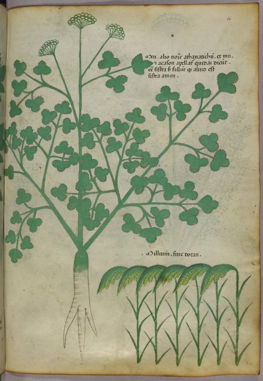 Botanische Illustration, um 1440 von Italian School